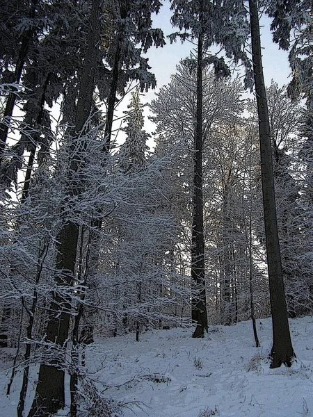 Forest Enchanted Winter — Stock Photo, Image