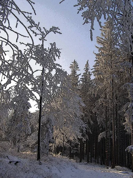 Foresta Incantata Inverno — Foto Stock