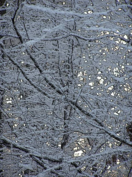 Floresta Encantada Inverno — Fotografia de Stock