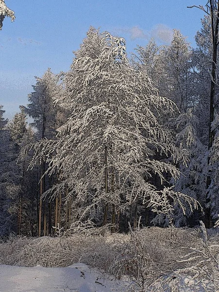 冬に魅了された森 — ストック写真