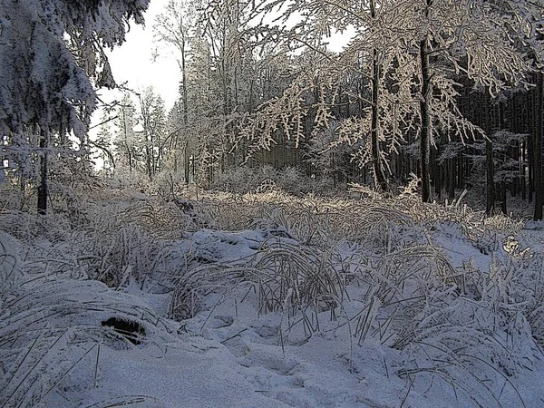 Beautiful Meadow Winter — Stock Photo, Image