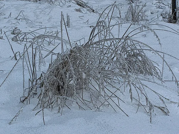 冬の美しい牧草地 — ストック写真