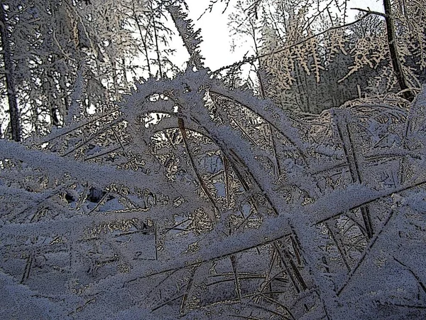 冬の美しい牧草地 — ストック写真