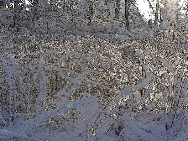 冬の美しい牧草地 — ストック写真