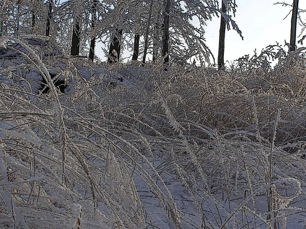 Bellissimo Prato Inverno — Foto Stock