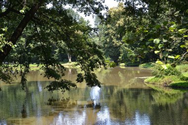 Sakin Orman Gölü Ağacı Yansıması Sakin Su Yüzeyi Doğal Ayna Efekti