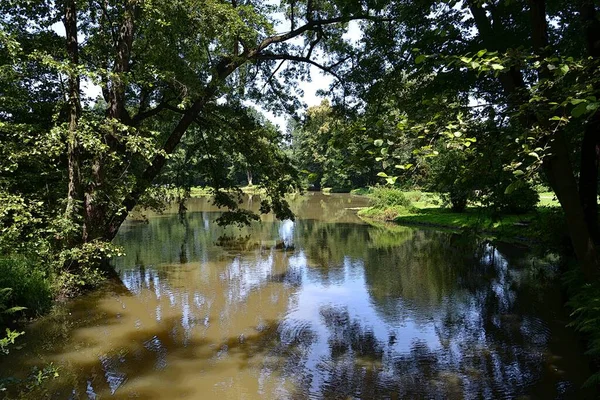 Bellissimo Giardino Fumetto Giardino Illustrazione Lago Foglie Parco Albero Alberi — Foto Stock