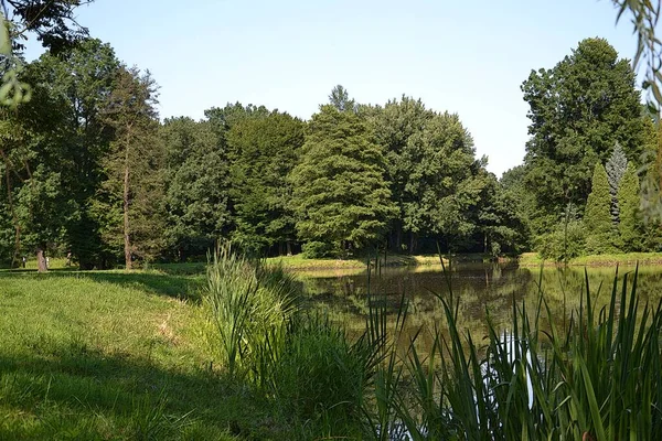 Güzel Bahçe Çizgi Roman Bahçe Illüstrasyon Göl Yapraklar Park Ağaç — Stok fotoğraf