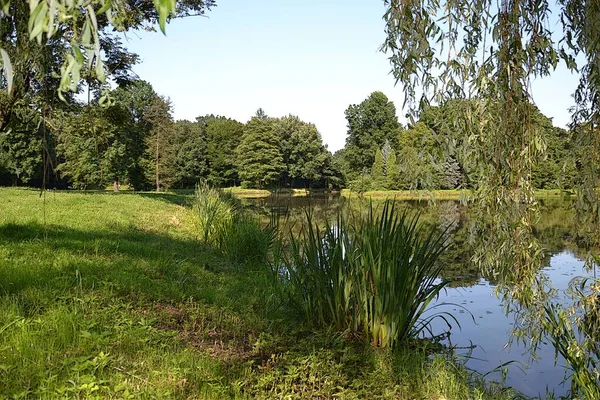 Jardim Bonito Banda Desenhada Jardim Illust Lago Folhas Parque Árvore — Fotografia de Stock