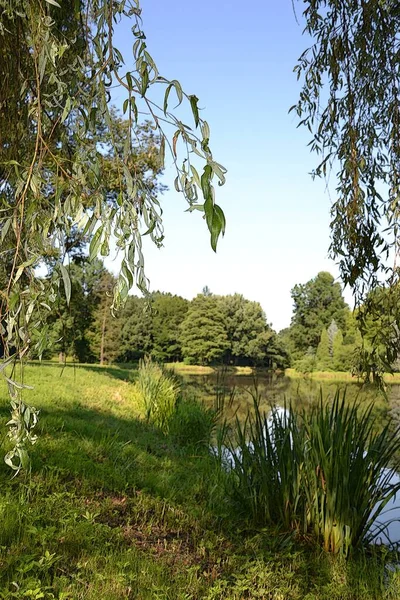 Hermoso Jardín Cómic Jardín Ilustración Lago Hojas Parque Árbol Árboles — Foto de Stock