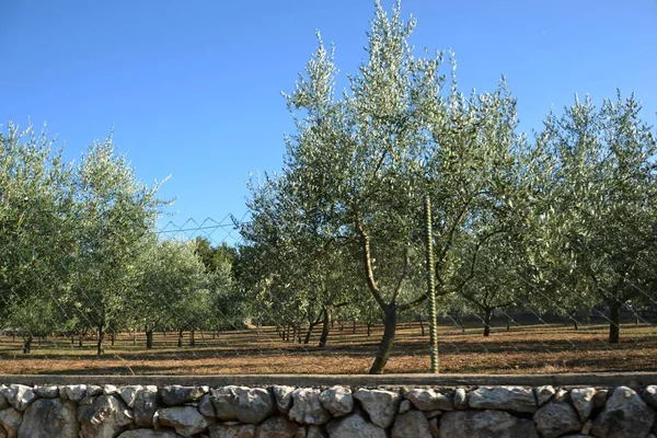 Silo - Hırvat kıyı kenti