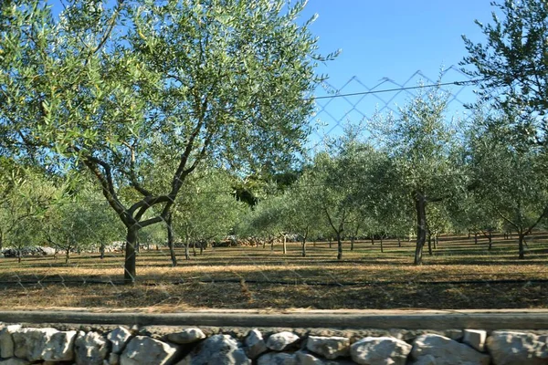 Zeytin Ağacı Bahçesi Tarlaları Kuru Toprak Akdeniz Tarım Taş Sınırı