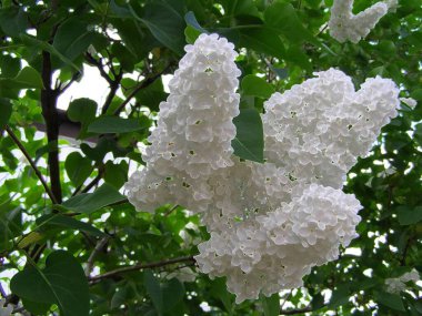 White Lilac Cluster Spring Bloom Fragrant Garden Flower Syringa Vulgaris Natural