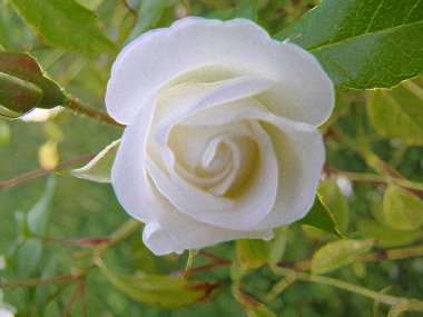 Sihirli bir bahçede çiçek resimleri.