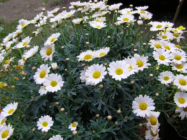 Illustrationer Blommor Magisk Trädgård — Stockfoto