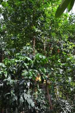 Yazın yeşil ağaç yaprakları