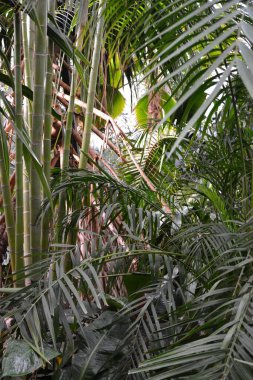 Parktaki palmiye ağaçları, Tayland