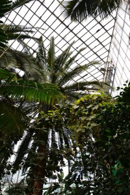 Bahçede yeşil yapraklar