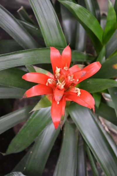 Primer Plano Hermoso Lirio Flores — Foto de Stock