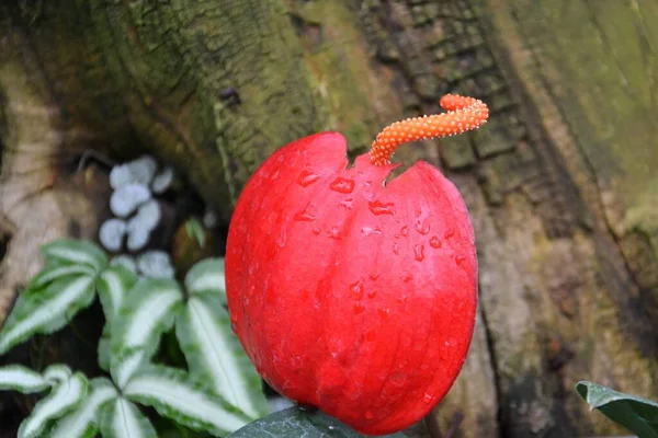 Beautiful Botanical Shot Close Red Apples Autumn Garden — Stock Photo, Image