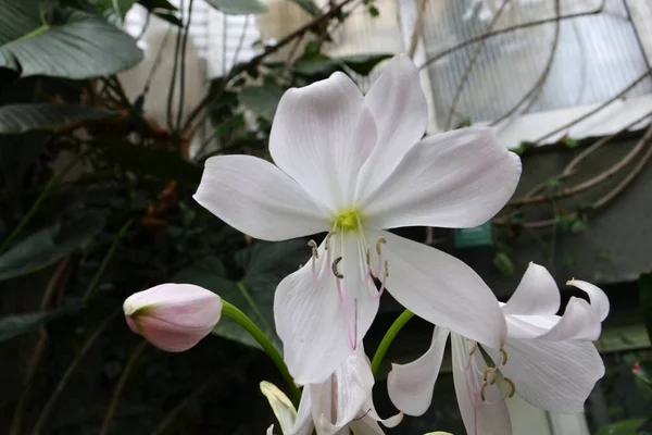 Bela Flor Branca Jardim Verão — Fotografia de Stock