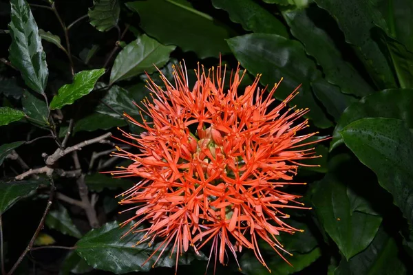 Beautiful Botanical Shot Natural Wallpaper — Stock Photo, Image