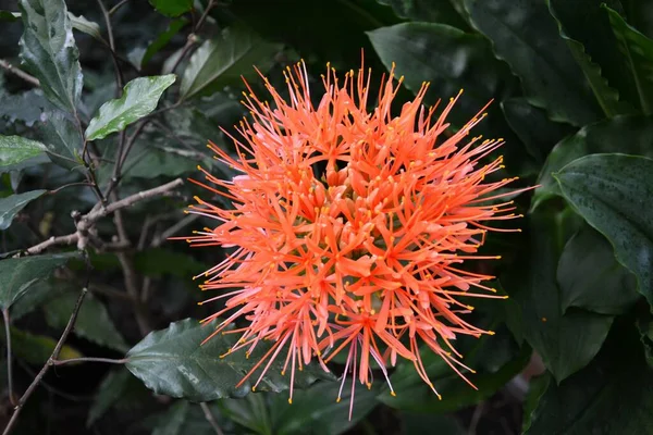 Hermoso Plano Botánico Fondo Pantalla Natural — Foto de Stock