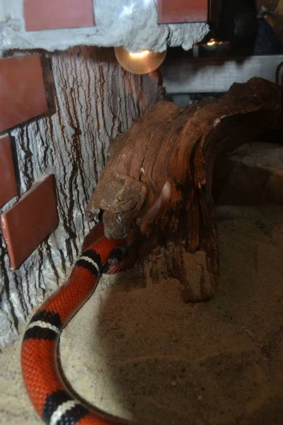 Closeup Shot Snake Zoo — стоковое фото