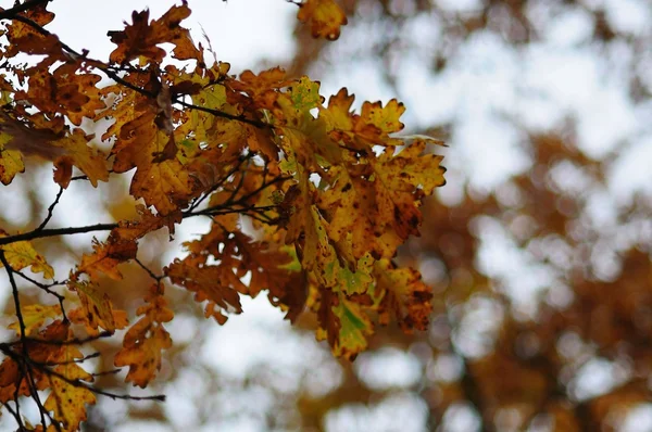 Eichenblätter und Bokeh — Stockfoto