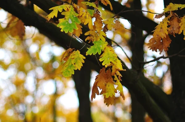 Eichenblätter im Herbst — Stockfoto