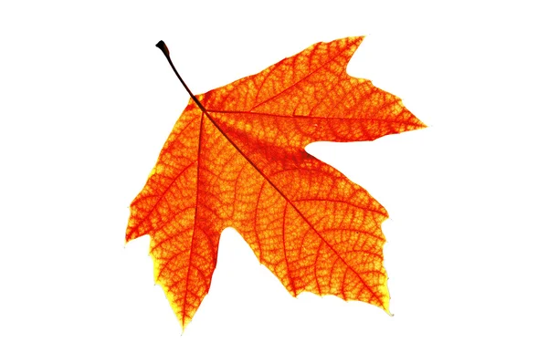 Red Leaf Isolated — Stock Photo, Image