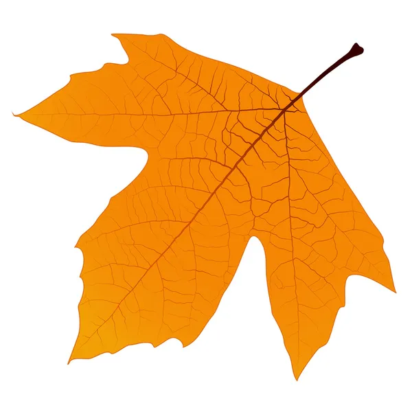 Sycamore herfstblad — Stockvector