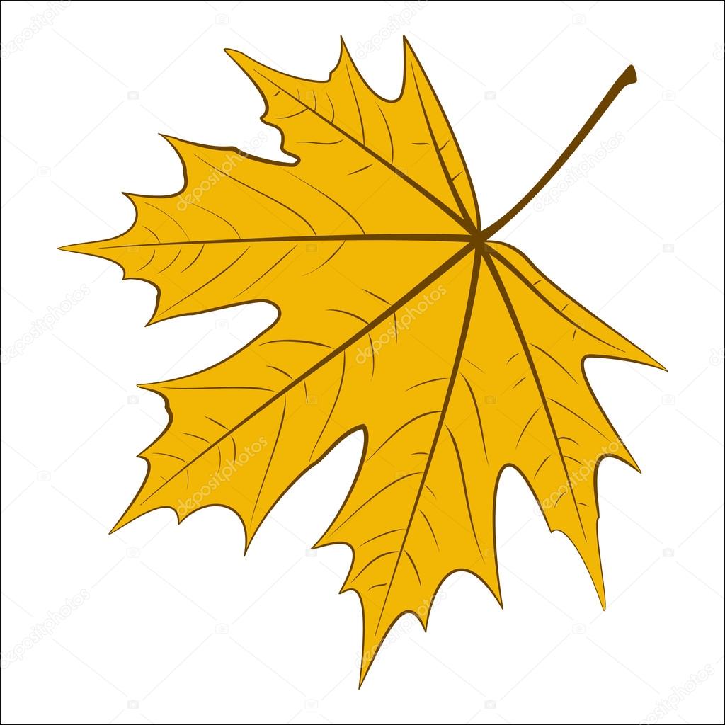 Yellow Maple Leaf Stock Vector by ©benjaminlion 12708384, image size:1024x1024