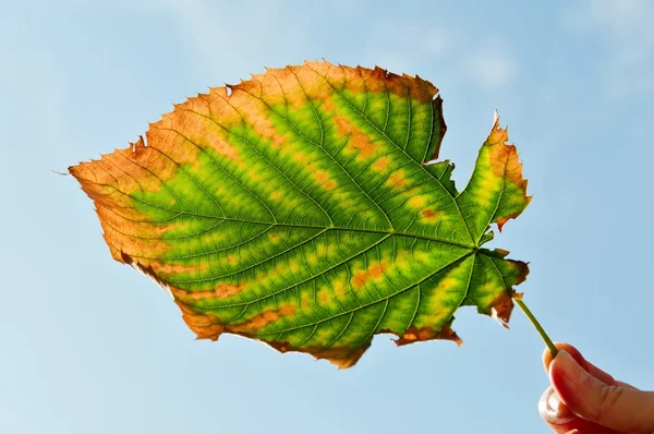 Ragged Autumn Leaf — Stock Photo, Image