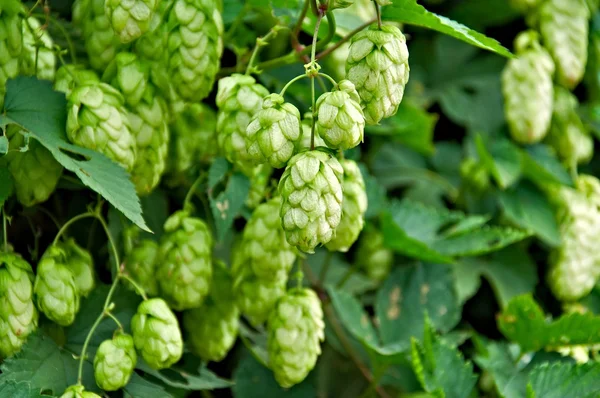 Reifer Hopfen — Stockfoto