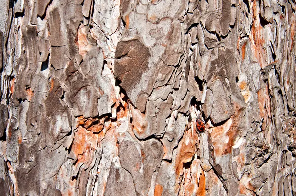 Background - Pine Bark — Stock Photo, Image