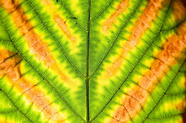 Autumn Leaf Closeup — Stock Photo, Image
