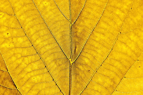 Жовті листя фону — стокове фото