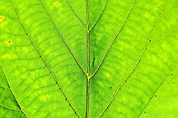 Grünes Blatt Hintergrund — Stockfoto