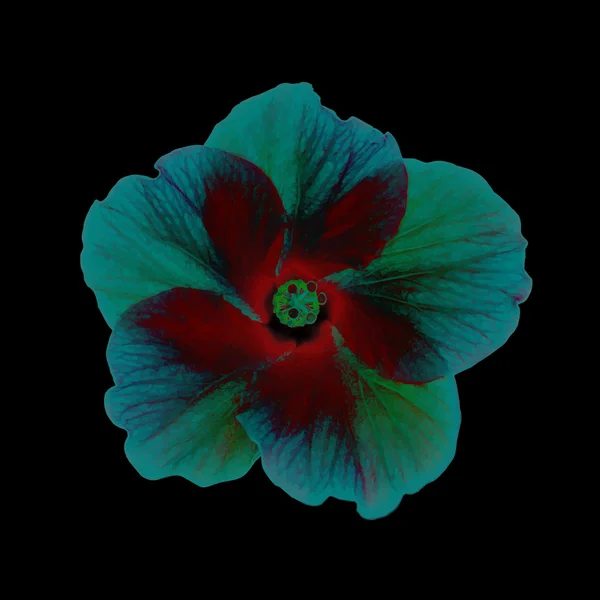Fantástica cabeza de hibisco — Archivo Imágenes Vectoriales
