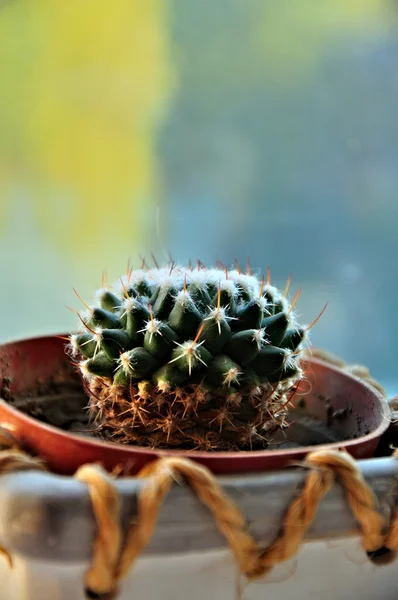 Pequeño cactus —  Fotos de Stock