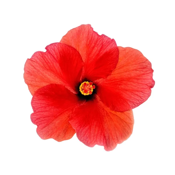 Cabeça de Hibisco Vermelho — Fotografia de Stock