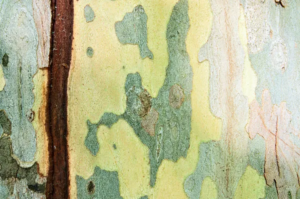 Abstract Background - Bark — Stock Photo, Image