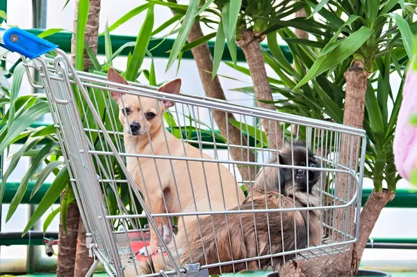 Hunde im Einkaufswagen — Stockfoto