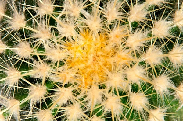 Cactus — Stock Photo, Image