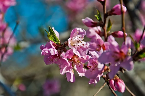 Blommande persika — Stockfoto