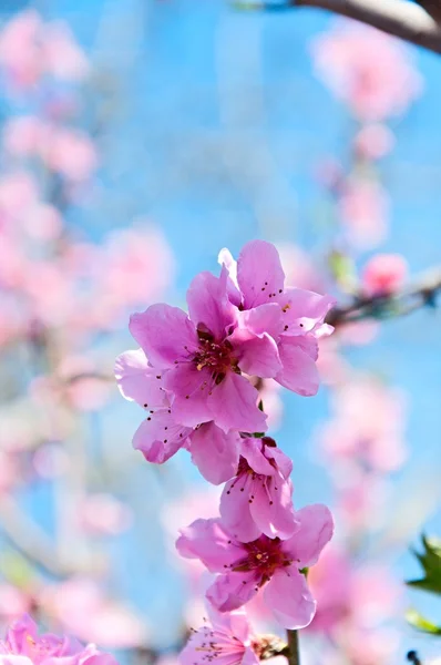 Pêssego florescente — Fotografia de Stock