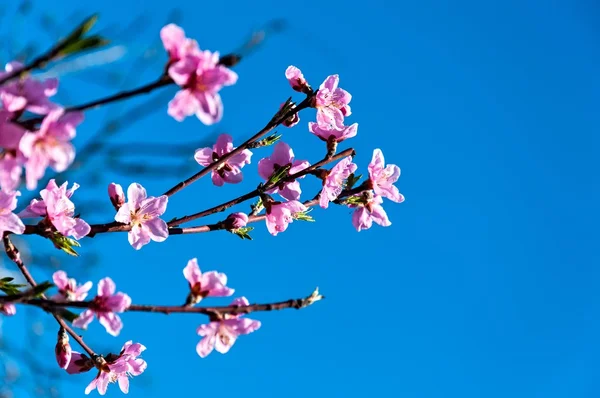 Blommande persikoträd gren — Stockfoto