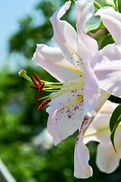 Lily. — Foto de Stock