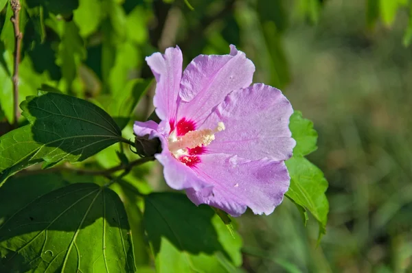 Rosa Blume — Stockfoto